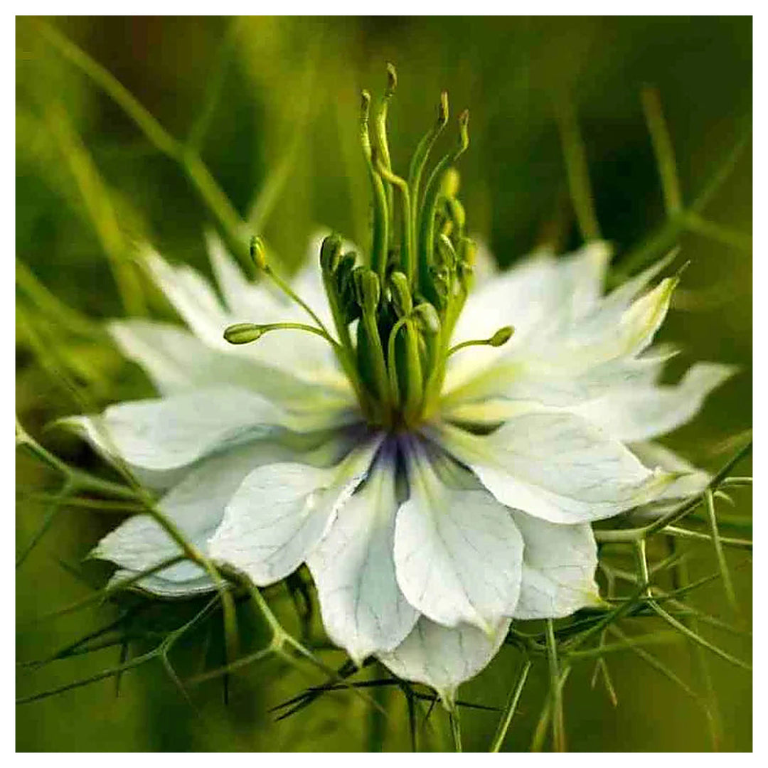 Heirloom Non-GMO White Autumn Flower Seeds for Planting - for Elegant Garden Displays | Neera Seeds product photo [neera-v4-e1c4df146bb3afd5a0c2]