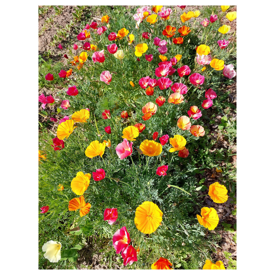 Multi-Colored Eschscholtzia Flower Seeds – Heirloom Non-GMO Vibrant Organic Garden Seeds for Planting, High Germina | Neera Seeds product photo [neera-v4-e1ea73e5bc4501fa1b81]