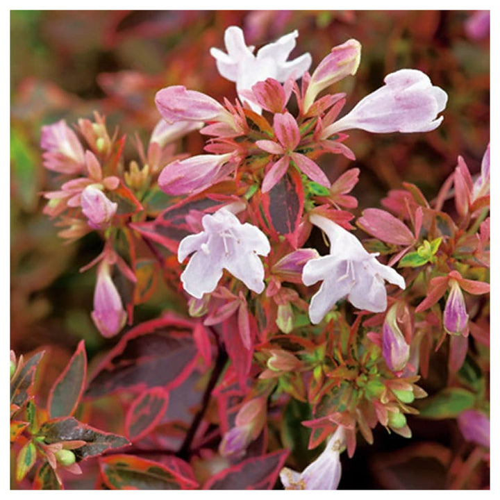 Heirloom Non-GMO Red Abelia Flower Seeds for Garden Planting – Fragrant Ornamental Blooms | Neera Seeds product photo [neera-v4-e1f4662f151c7e32fdc4]