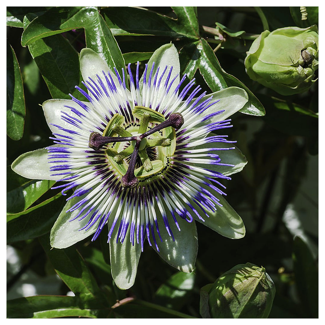 Blue Passion Flower Seeds for Planting – Non-GMO, Easy Grow Vibrant Climbing Vine for Garden & Patio | Neera Seeds product photo [neera-v4-e1faaf67d929f1b9d25b]