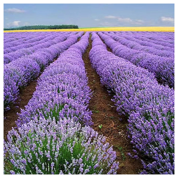 Heirloom Non-GMO Blue Lavender Flower Seeds for Planting – High Germination Organic Garden Seeds | Neera Seeds product photo [neera-v4-e2147049f353379dfcc5]