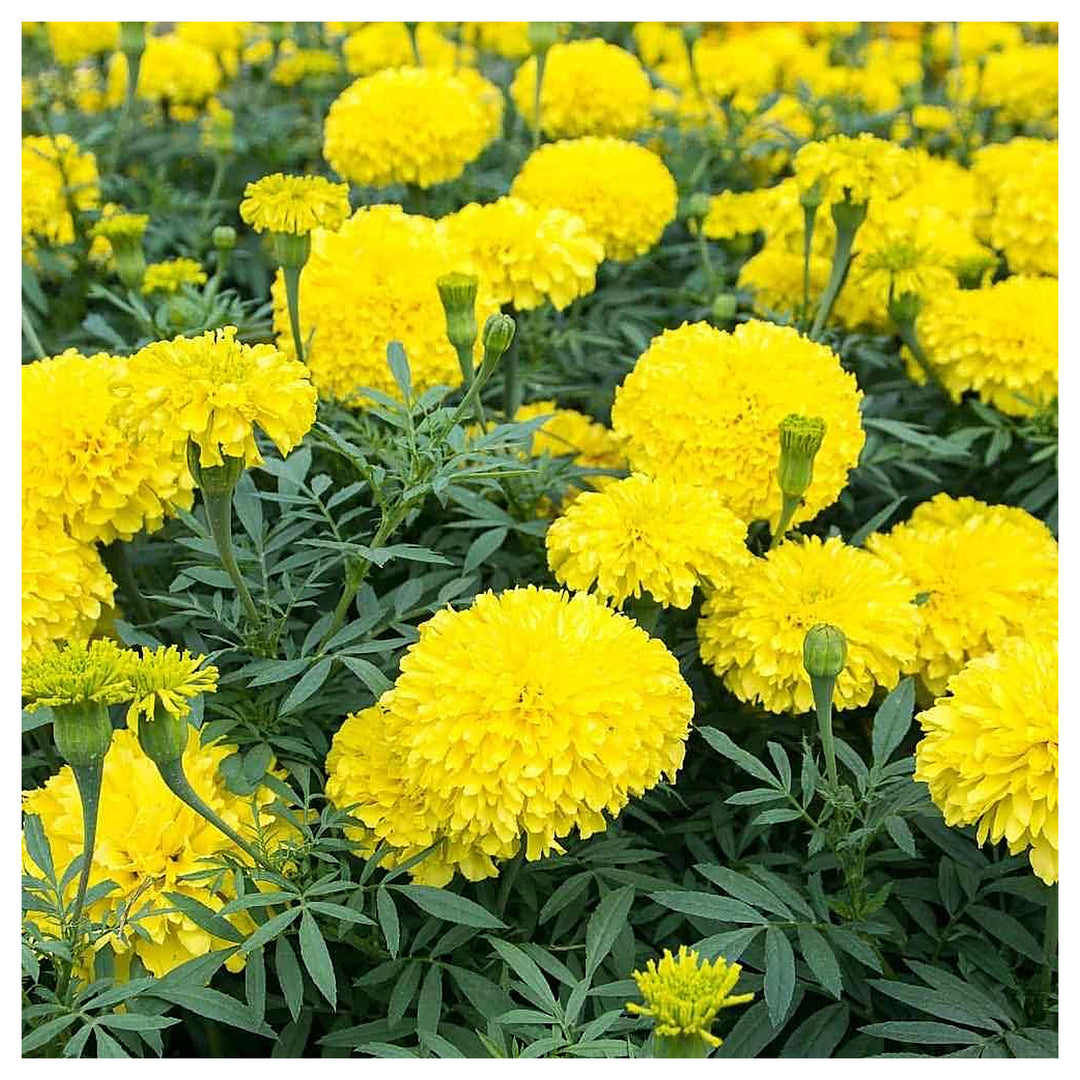 Heirloom Non-GMO Marigold Flower Seeds for Garden Planting – Bright Colorful Blooms | Neera Seeds product photo [neera-v4-e2181652d6788c1a7c01]