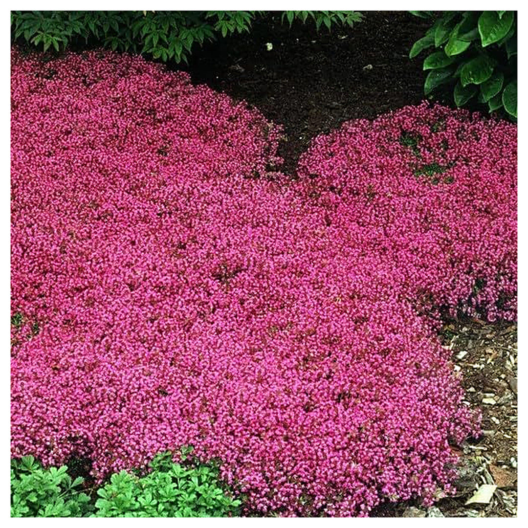 Red Creeping Flower Seeds for Planting, Fresh, NON GMO Seeds | Neera Seeds product photo [neera-v4-e21ee79636b547445bb1]