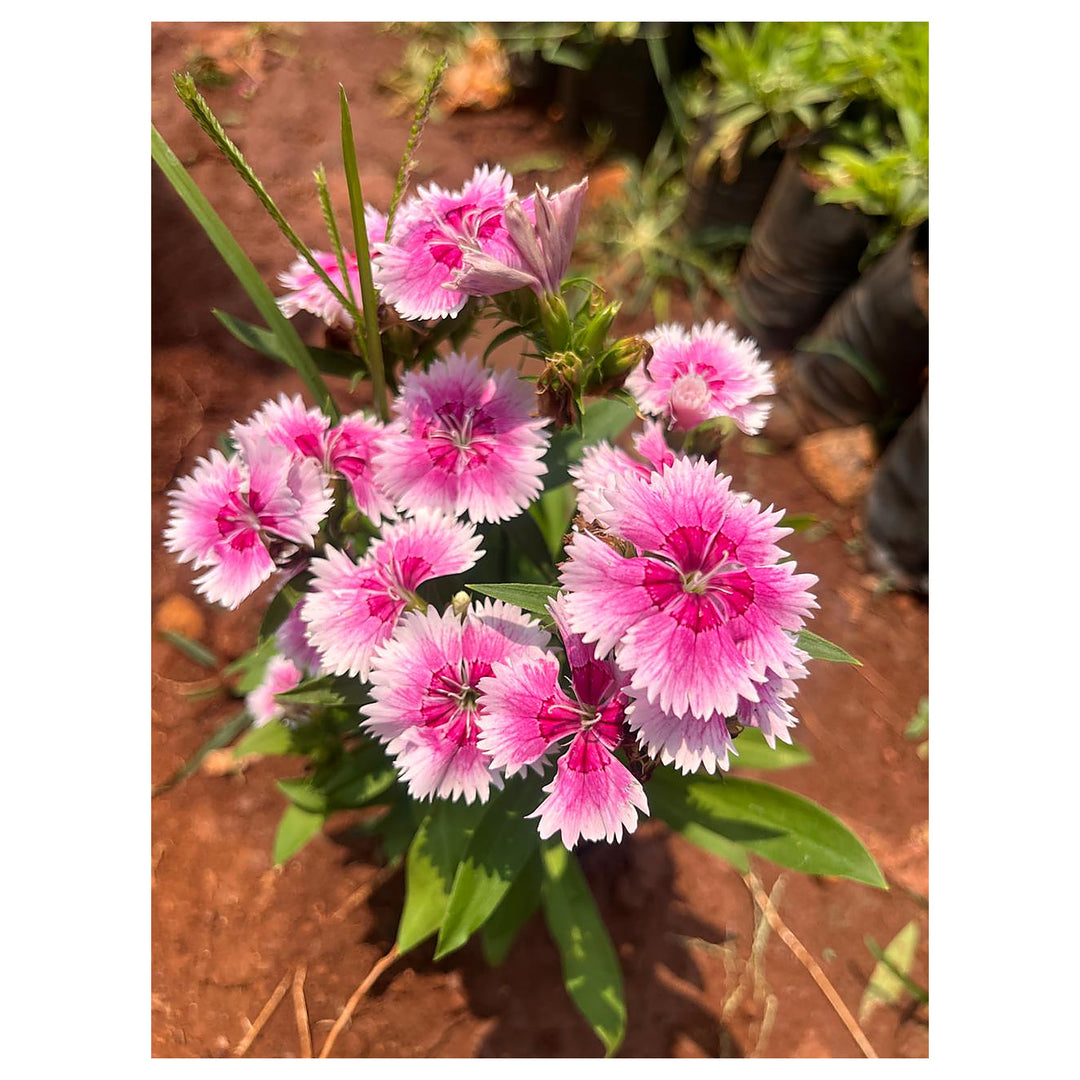 Heirloom Non-GMO Dianthus Flower Seeds for Charming Garden Borders and Fragrant Planting | Neera Seeds product photo [neera-v4-e222dbecb176e27466f1]