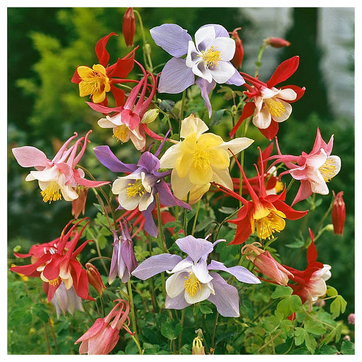Mckana Giant Mix Columbine Planting Attracts Pollinators Fresh Flower Planting Heirloom Non | Neera Seeds product photo [neera-v4-e223c046910c8b733d6b]