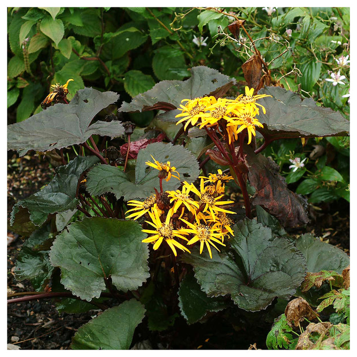 Heirloom Non-GMO Britt-Marie Crawford Flower Seeds for Planting – Bold Foliage and Garden Blooms | High Germination | Neera Seeds product photo [neera-v4-e232a003ebb5f332f5b0]