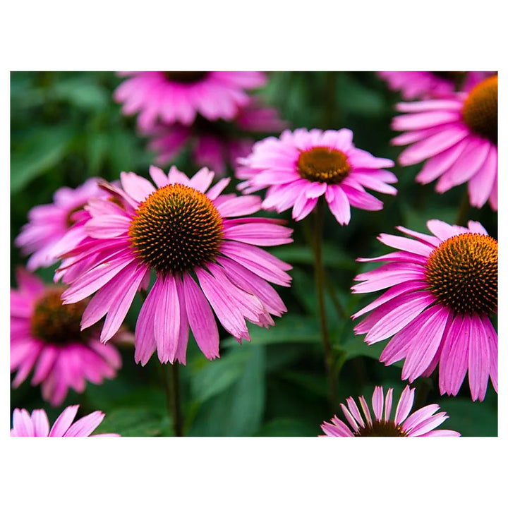 Purple Coneflower Seeds – Heirloom Non-GMO High Germination Seeds for Planting Pollinator-Friendly Garden Flowers | Neera Seeds product photo [neera-v4-e244aa653fe0d88fca19]