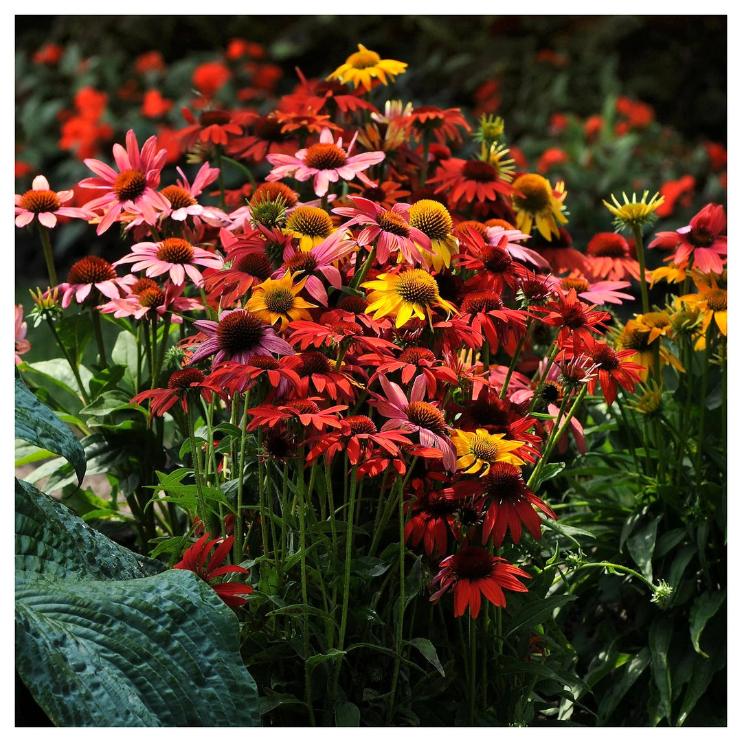 Mixed Echinacea Cheyenne Spirit Wildflower Seeds for Planting – GMO-Free, Pollinator &amp; Butterfly Garden Blooms | Neera Seeds product photo [neera-v4-e25c30248c1aa312b440]