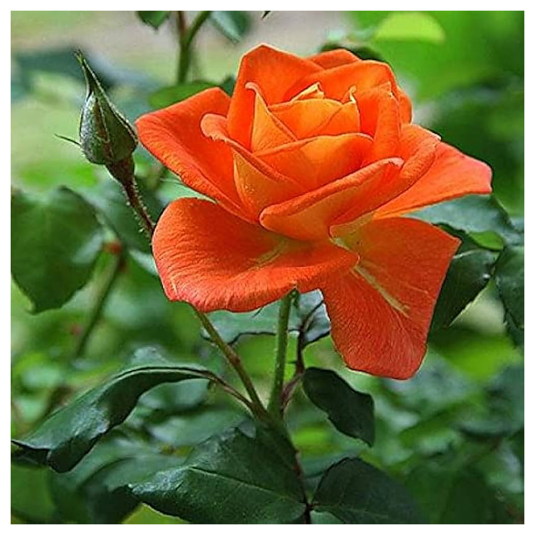 Red Orange Rose Plant Seeds for Planting Non-GMO Heirloom Garden Seeds for Growing Beautiful Flowers | Neera Seeds product photo [neera-v4-e25d213e7cd4d253c45b]
