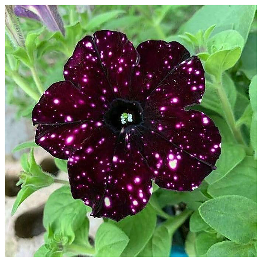 Dotted Burgundy Petunia Seeds – Heirloom Non-GMO Seeds for Planting & Easy Organic Garden Blooms | Neera Seeds product photo [neera-v4-e263aaa87da9c6010cab]