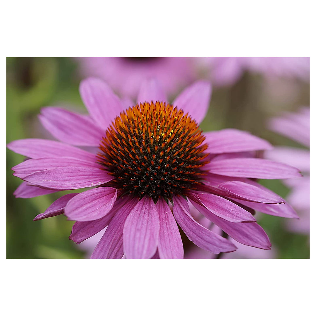 Coneflower Echinacea Spp For Planting In Flower Bed Flower Seeds for Home Garden Planting, | Neera Seeds product photo [neera-v4-e290a96c6710a7c78a23]