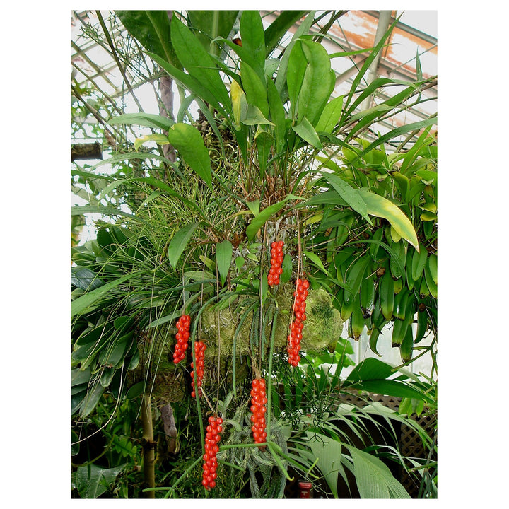Anthurium ‘Red Pearl’ Plant Seeds – Heirloom Non-GMO, High Germination Organic Garden Seeds for Planting | Neera Seeds product photo [neera-v4-e29113a17fd667db4db1]
