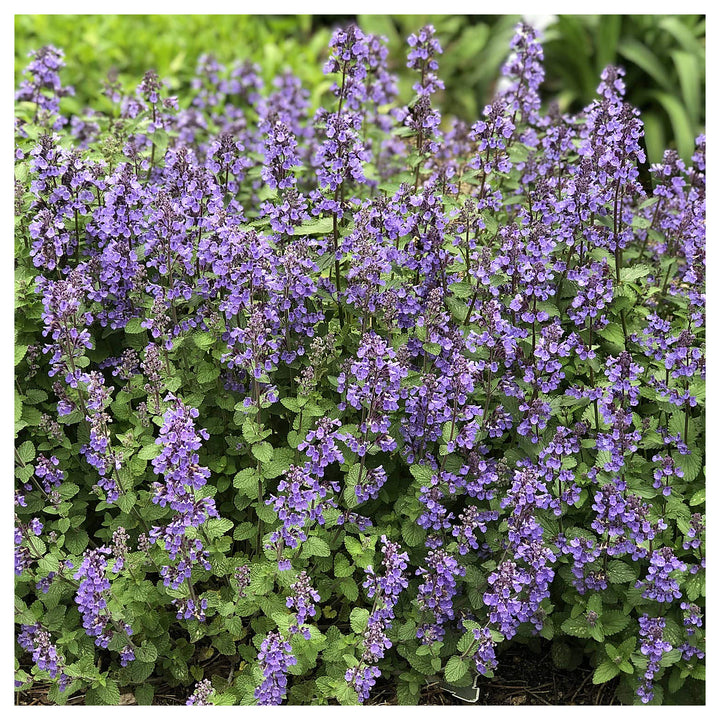 Heirloom Non-GMO Nepeta Mussinii Flower Seeds for Garden Planting – Fragrant Pollinator-Friendly Blooms | Neera Seeds product photo [neera-v4-e2937fa04d87bf3de7cf]