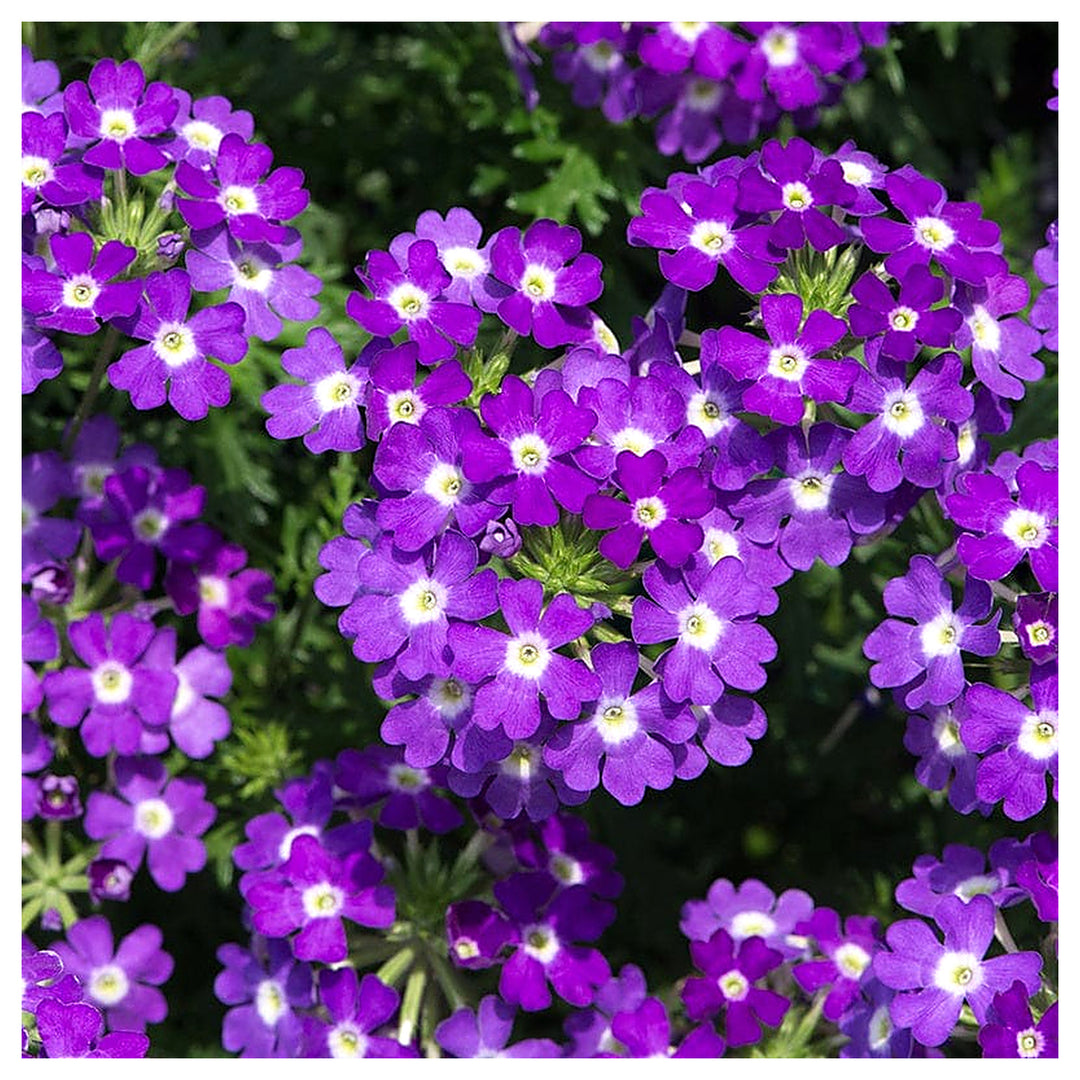 Semi-Trailing Verbena Flower Seeds for Planting – Heirloom Non-GMO | Cascading Blooms for Hanging Baskets | Neera Seeds product photo [neera-v4-e29820f3343320b0d760]
