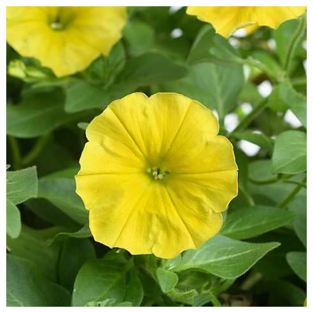 Petunia Petals Flower Indoor Or Balcony Bonsai Flower Seeds Home Garden Planting, Blooming | Neera Seeds product photo [neera-v4-e2983bcb149548d18b35]