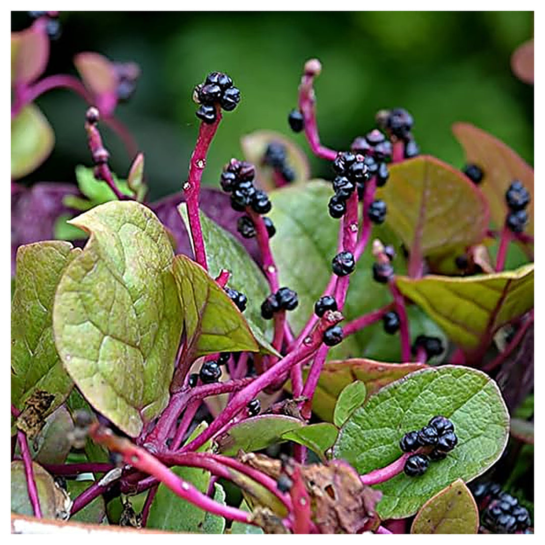 Malabar Spinach Seeds for Planting – High Yield, Fast-Growing Leafy Vegetable Seeds | Neera Seeds product photo [neera-v4-e29992547556a3d190ef]