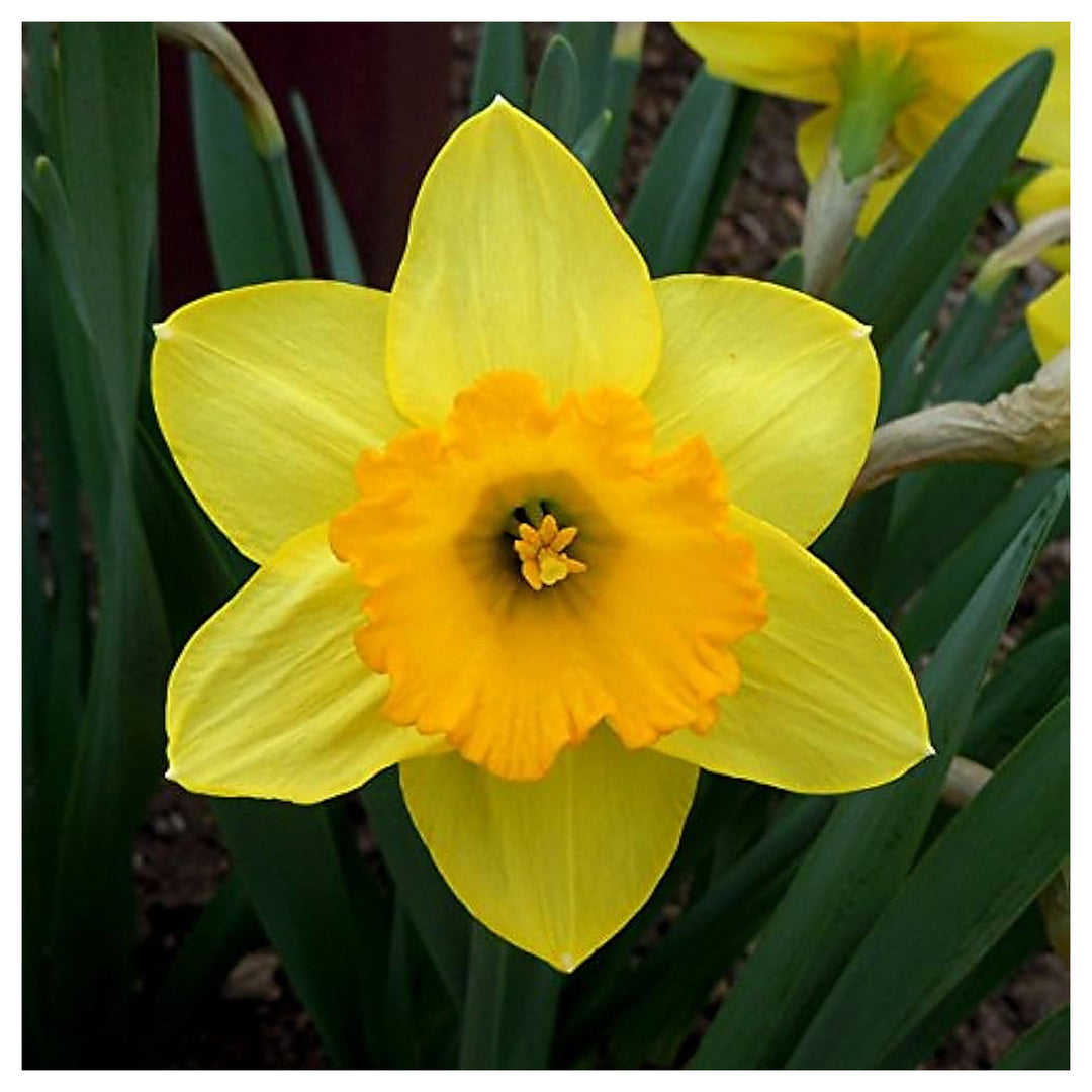 Yellow Daffodils Flower Seeds for Planting – Non-GMO, Heirloom, Spring Blooms | Neera Seeds product photo [neera-v4-e2a6c6b24b9e2091eace]