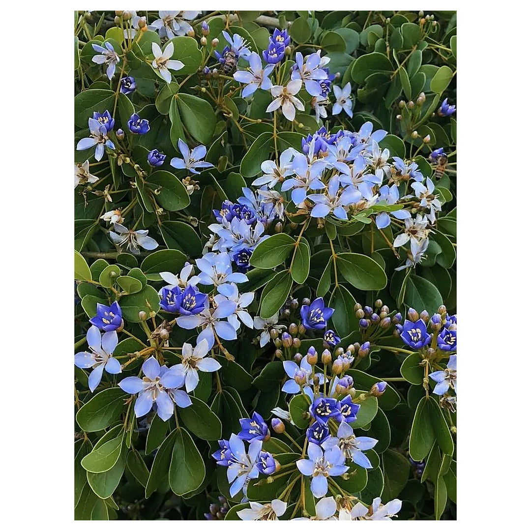 Lignum Flower Seeds for Planting – Heirloom, Non-GMO, High Germination Organic Garden Seeds | Neera Seeds product photo [neera-v4-e2ac8635cad7969e9166]
