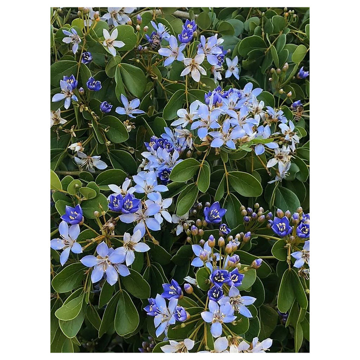 Lignum Flower Seeds for Planting – Heirloom, Non-GMO, High Germination Organic Garden Seeds | Neera Seeds product photo [neera-v4-e2ac8635cad7969e9166]