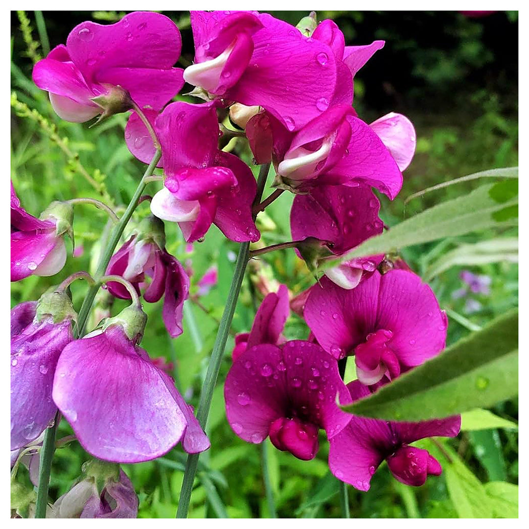 Sweet Pea Flower Seeds for Planting – 100 pcs Heirloom Non-GMO High Germination Organic Garden Blooms | Neera Seeds product photo [neera-v4-e2ac9222cc6ad1102065]