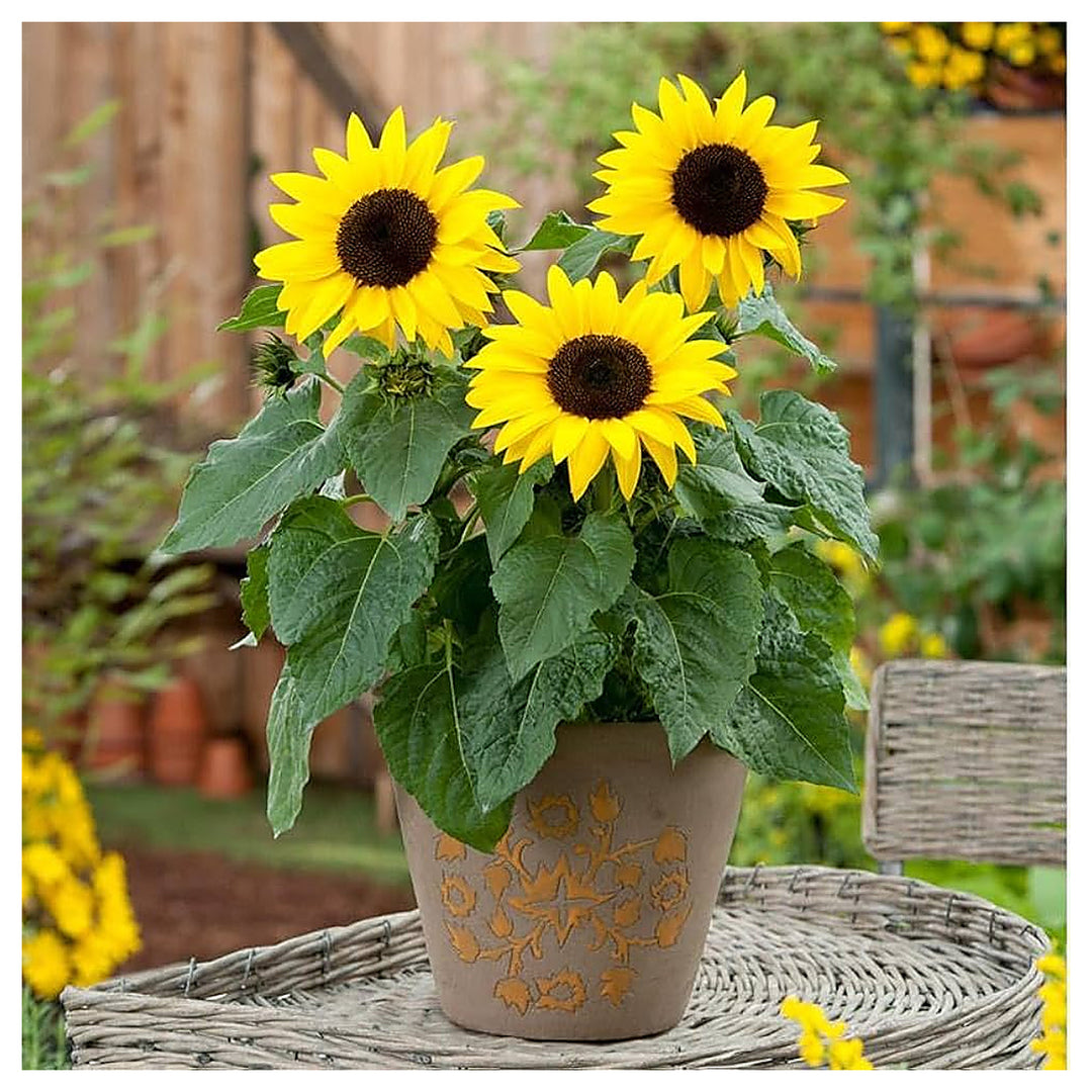French Dwarf Mini Sunflower Planting In Balcony Garden Flower Seeds Home Garden Planting, | Neera Seeds product photo [neera-v4-e2ad1d3ba5d129d848f7]