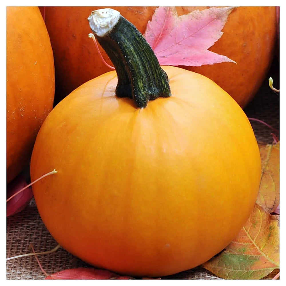 Baby Pam Pumpkin Seeds for Planting – Heirloom, Non-GMO, High Germination Organic Garden Seeds | Neera Seeds product photo [neera-v4-e2b25bc8f15190f374ea]