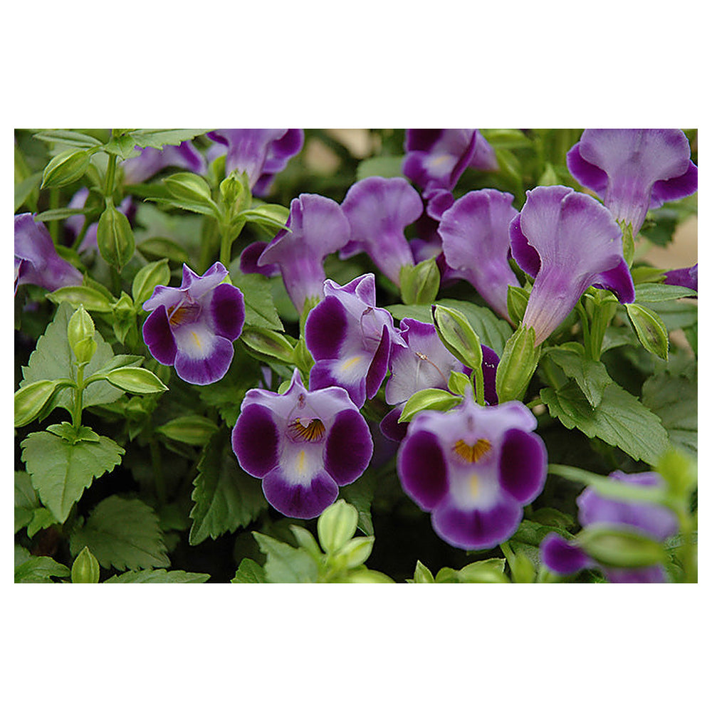Heirloom Non-GMO Purple Torenia Kauai Flower Seeds | Shade-Loving Wishbone Plant Seeds for Hanging Baskets | Neera Seeds product photo [neera-v4-e2b86569fff1ef9d05e1]