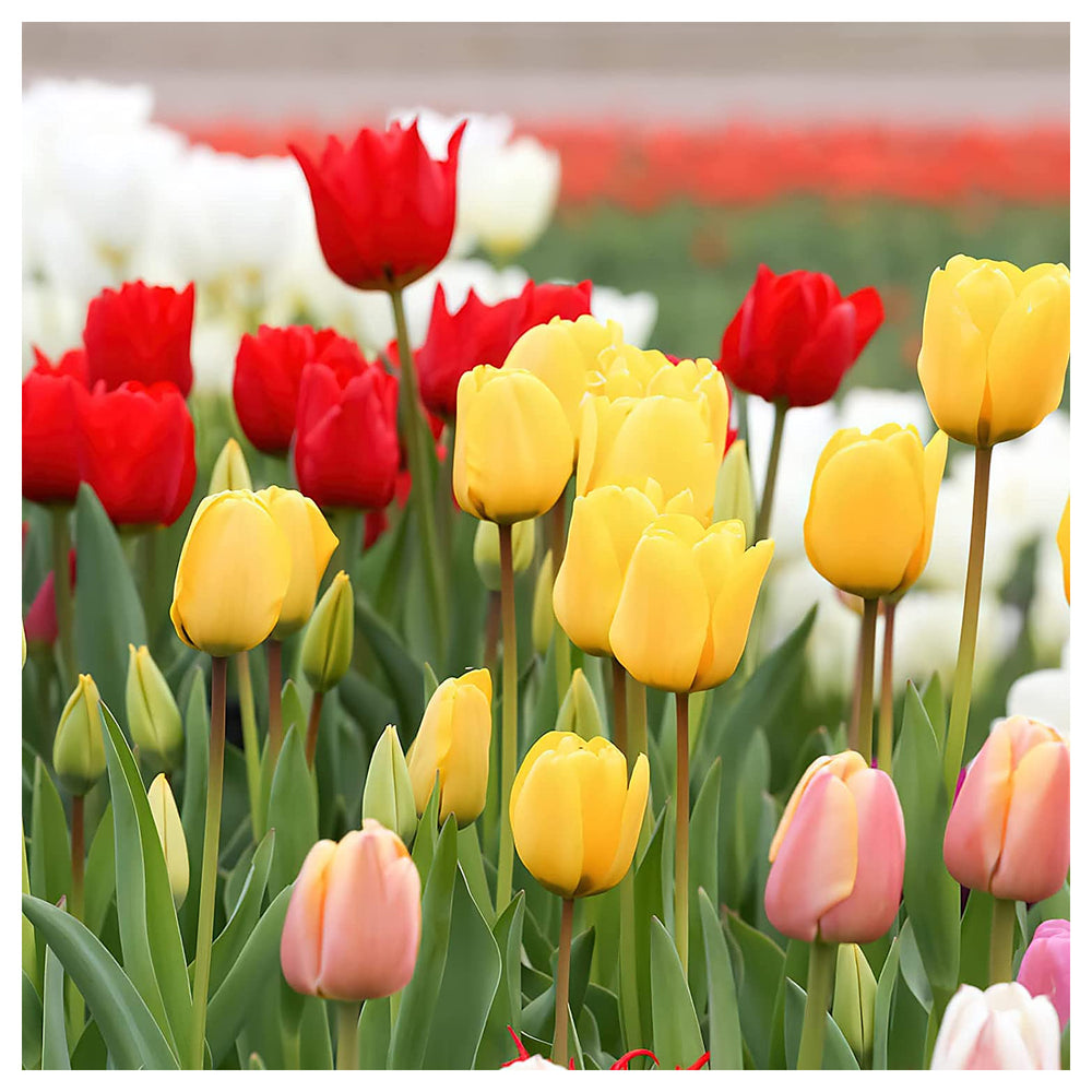 Mixed Tulip Flower Seeds for Planting – Colorful Heirloom Non-GMO Bulbs for Vibrant Spring Garden | Neera Seeds product photo [neera-v4-e2b88efa53bfea7c03c7]