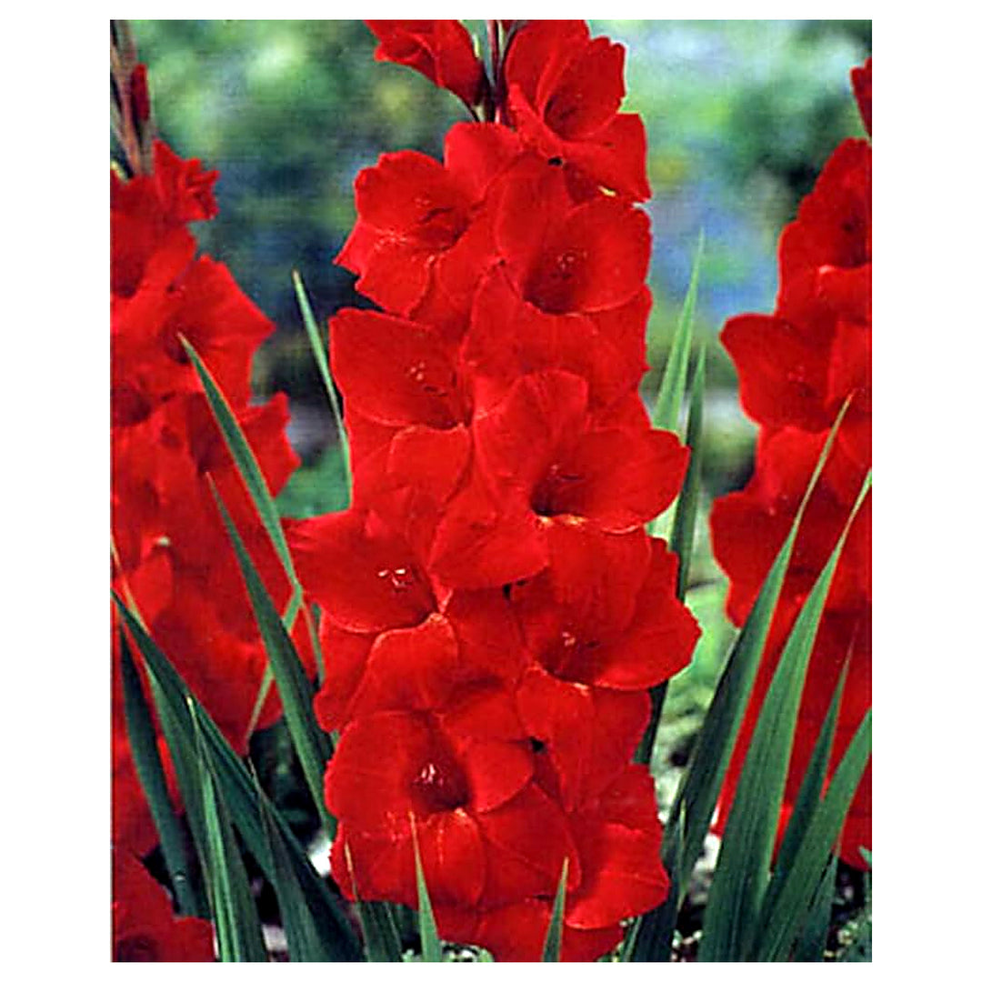 Organic Heirloom Gladiolus Flower Seeds for Planting – Red Variety Non-GMO High Germination Tall Blooms | Neera Seeds product photo [neera-v4-e2b8b5dd431fe0074af8]