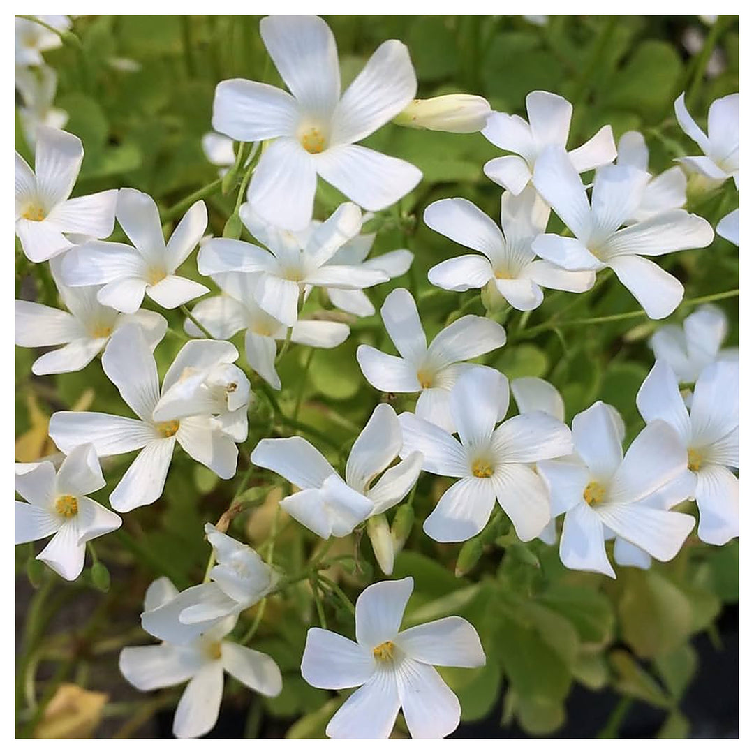 White White Oxalis Bulbs Oxalis Flower Rare True Bloom Flower Seeds Home Garden Planting, | Neera Seeds product photo [neera-v4-e2ba5f82c9ea9e7be4e6]