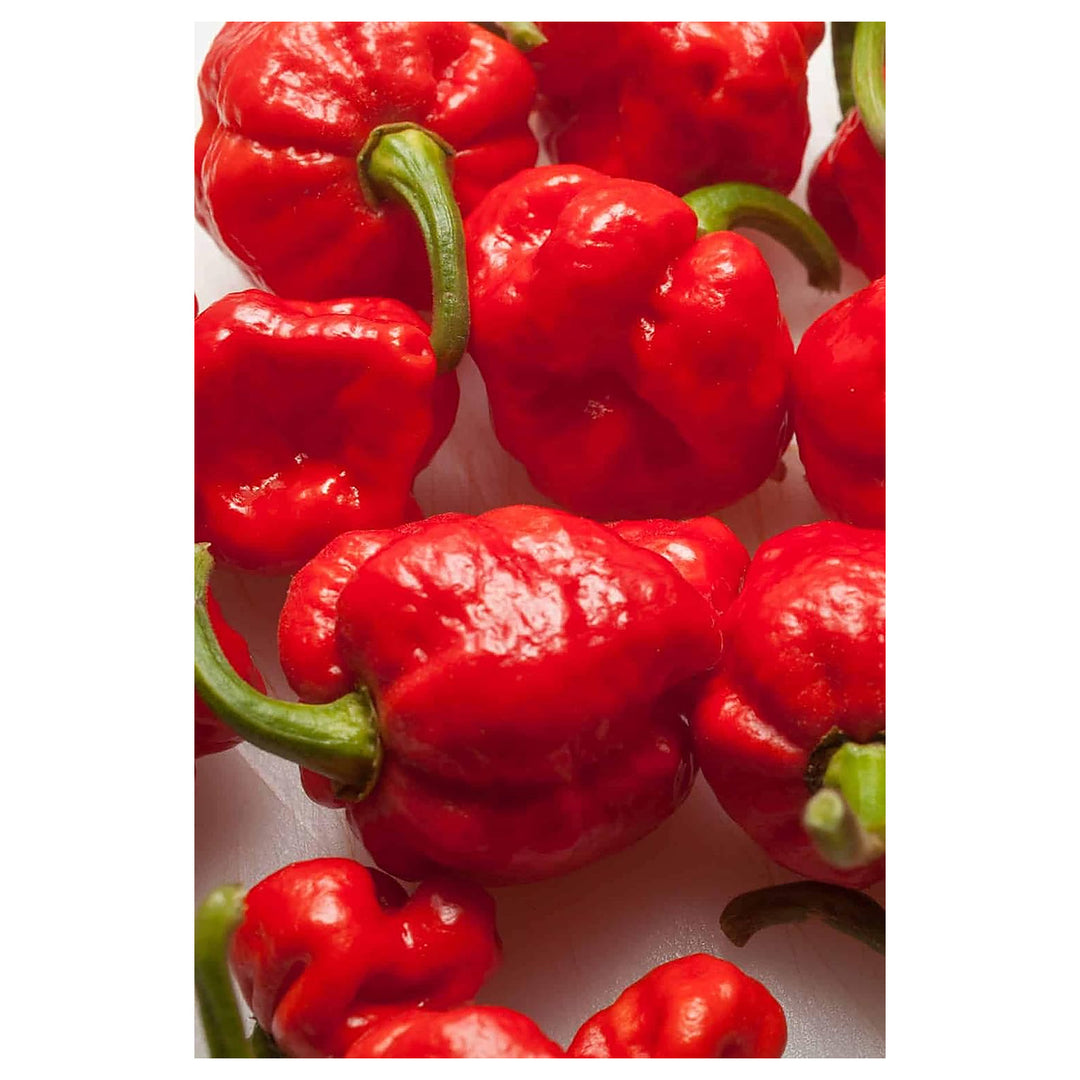 Trinidad Moruga Scorpion Chilli Seeds for Planting – Heirloom, Non-GMO, High Germination, Organic Garden Seeds | Neera Seeds product photo [neera-v4-e2c39e9ba5a16bbb4bc3]
