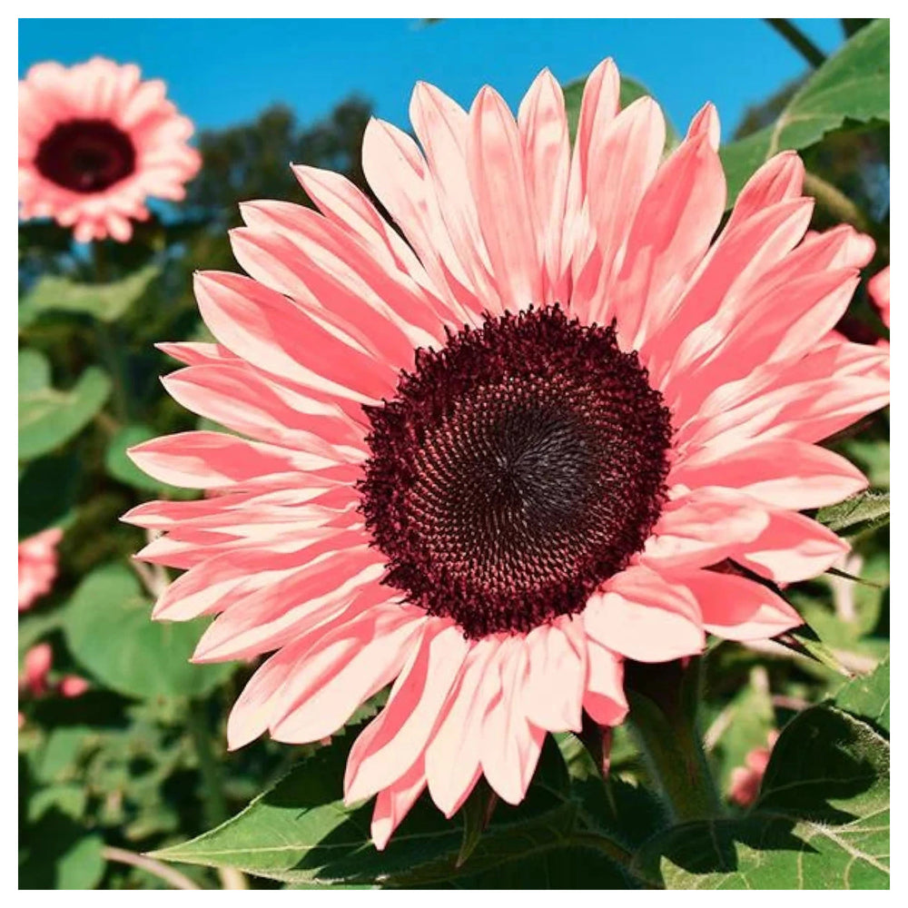 Baby Pink Sunflower Seeds for Planting - Heirloom Non-GMO High Germination Organic Garden Seeds | Neera Seeds product photo [neera-v4-e2c7706b7ebd5fb479bc]