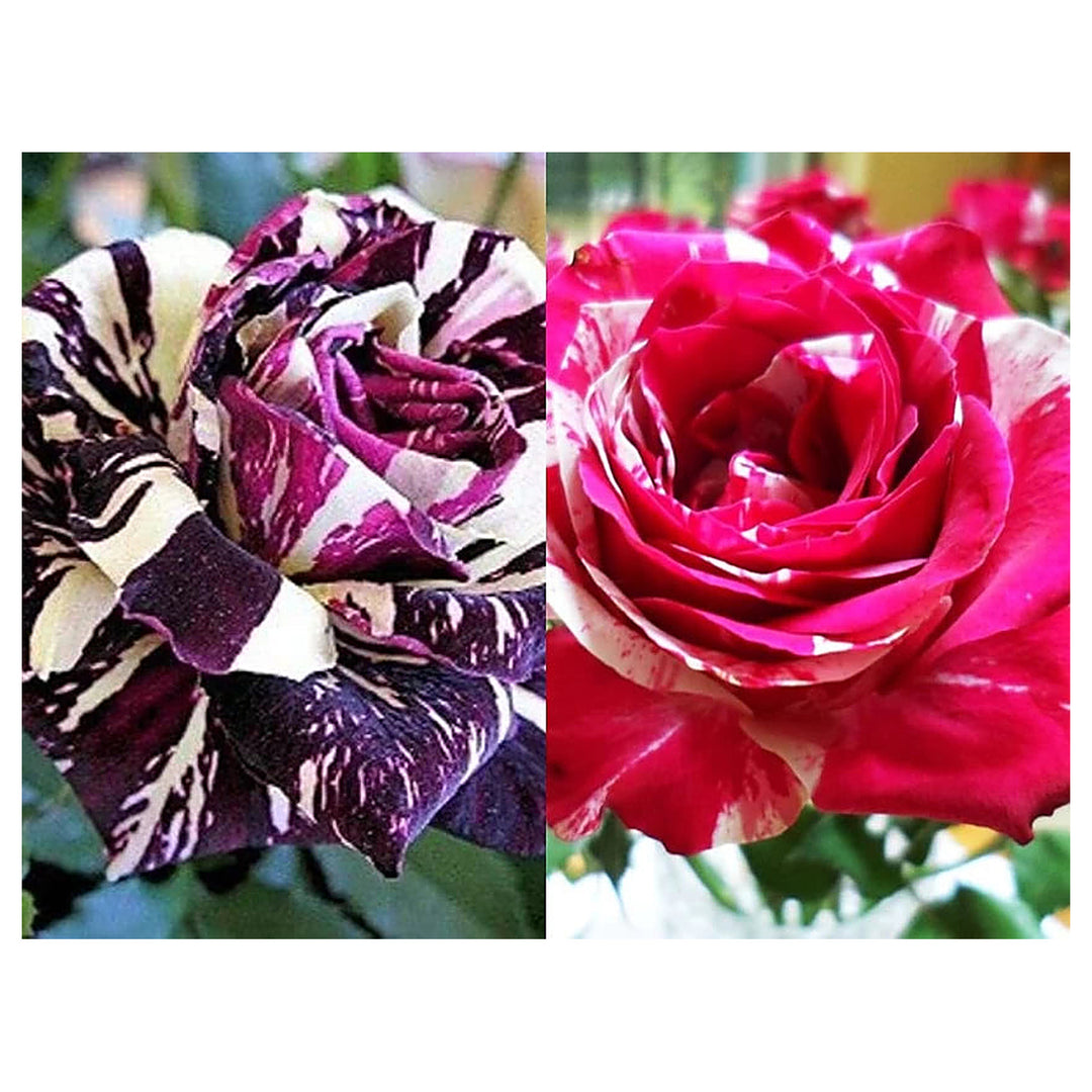 Mix Dragon Rose Flower Plant Seeds – Heirloom Non-GMO Seeds for Planting – High Germination Organic Garden Seeds | Neera Seeds product photo [neera-v4-e2d2687ebf3535b6b300]
