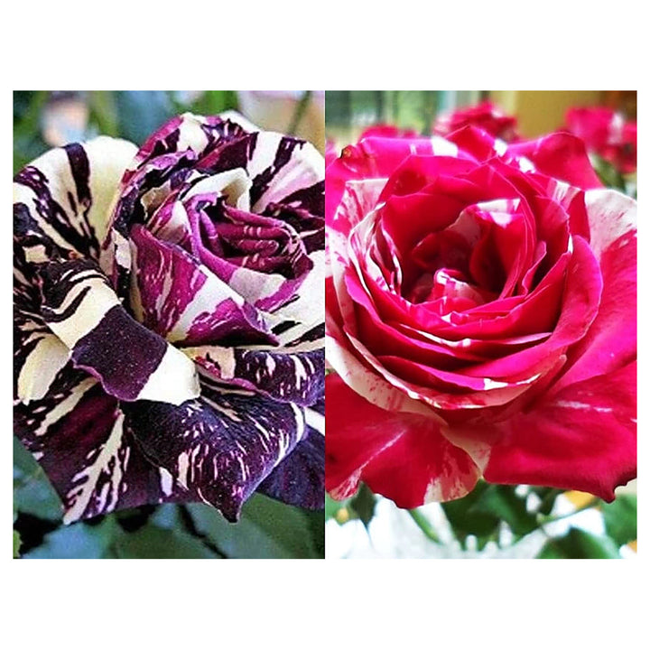 Mix Dragon Rose Flower Plant Seeds – Heirloom Non-GMO Seeds for Planting – High Germination Organic Garden Seeds | Neera Seeds product photo [neera-v4-e2d2687ebf3535b6b300]