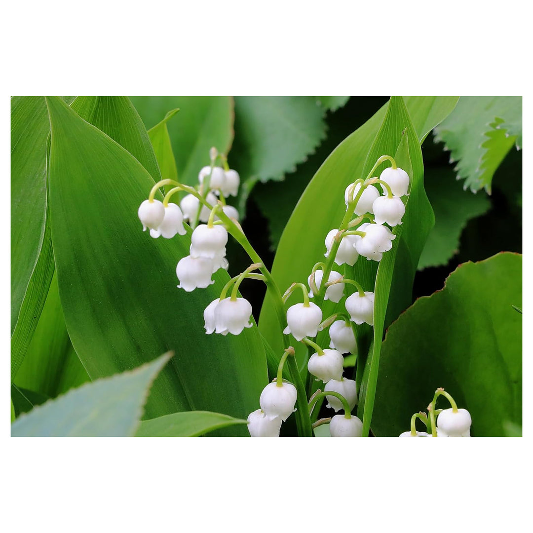 White Lily of the Valley Flower Seeds for Planting – Heirloom & Non-GMO, High Germination, Organic Garden | Neera Seeds product photo [neera-v4-e2e4911fad7a87ae41f2]