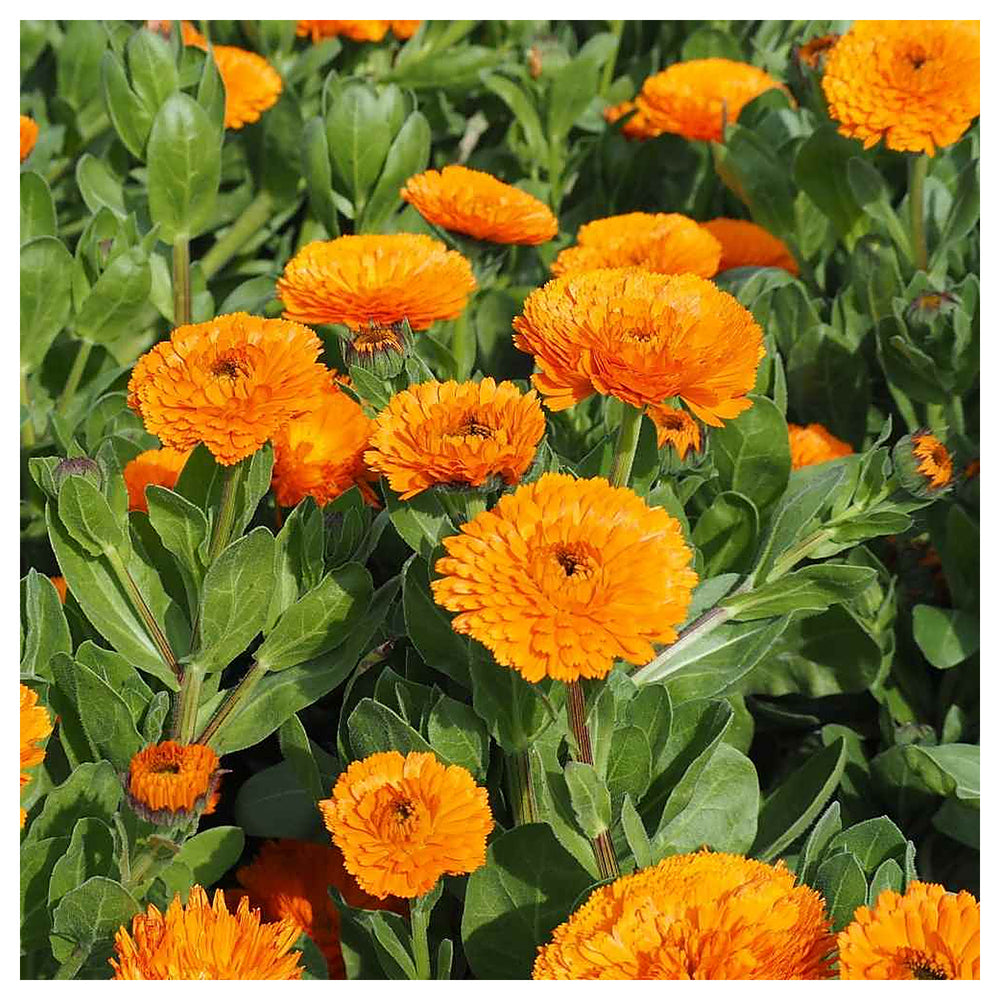 Calendula Marigold Flower Seeds for Planting – Heirloom Non-GMO Seeds for Bright Home Garden Blooms | Neera Seeds product photo [neera-v4-e2e7dbf71ee15a08cb73]