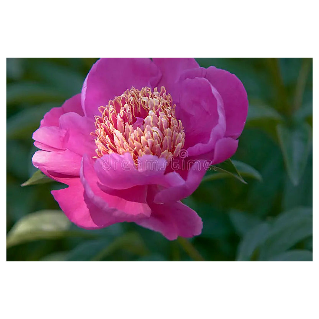 Heirloom Non-GMO Pink Paeonia Tenuifolia Flower Seeds for Planting – Lush Blooms | Neera Seeds product photo [neera-v4-e2f3da5fd203c83baa06]