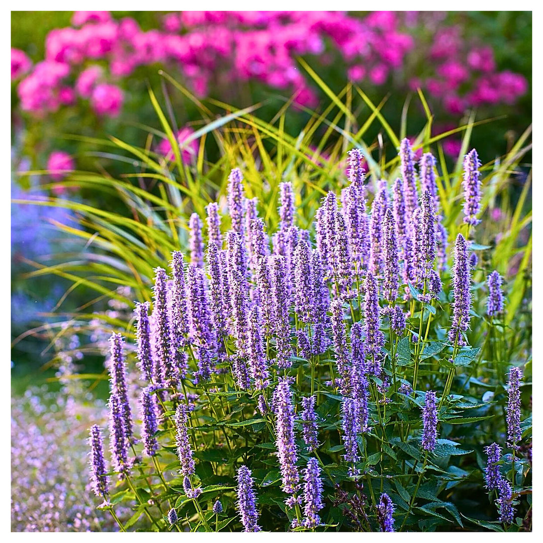 Giant Anise Hyssop Flower Seeds – Heirloom, Non-GMO Herb Seeds for Pollinator-Friendly Planting | Neera Seeds product photo [neera-v4-e3004042fd74f1f5e523]
