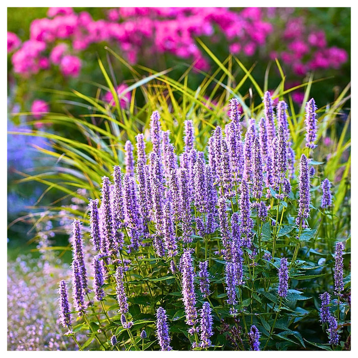Giant Anise Hyssop Flower Seeds – Heirloom, Non-GMO Herb Seeds for Pollinator-Friendly Planting | Neera Seeds product photo [neera-v4-e3004042fd74f1f5e523]