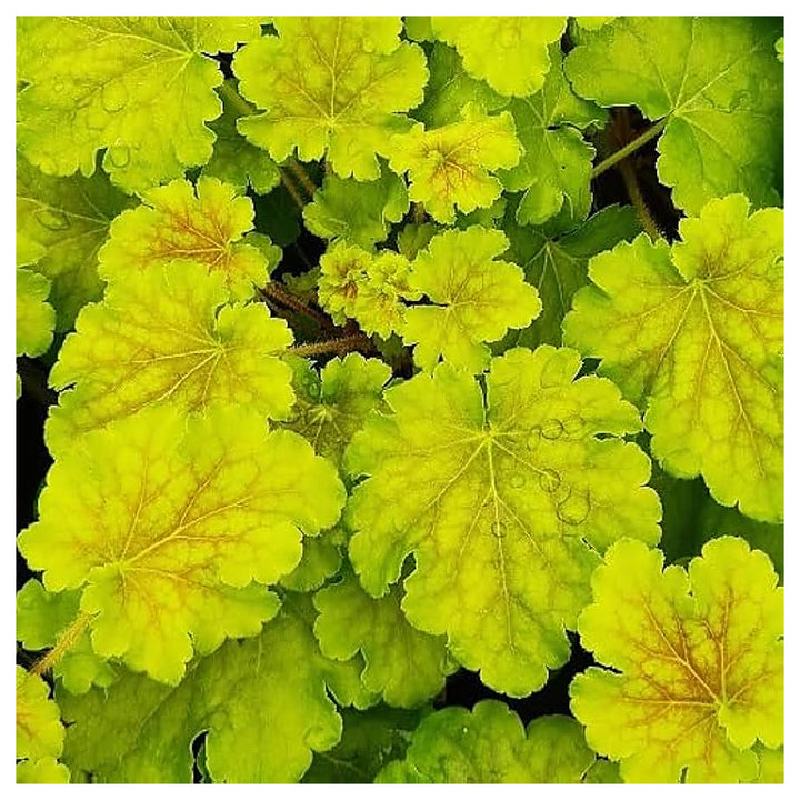 Fresh Heuchera Flower Seeds for Planting – Yellow Blooms, Heirloom, Non-GMO, High Germination Organic Garden Seeds | Neera Seeds product photo [neera-v4-e3014fd195bb006c627e]