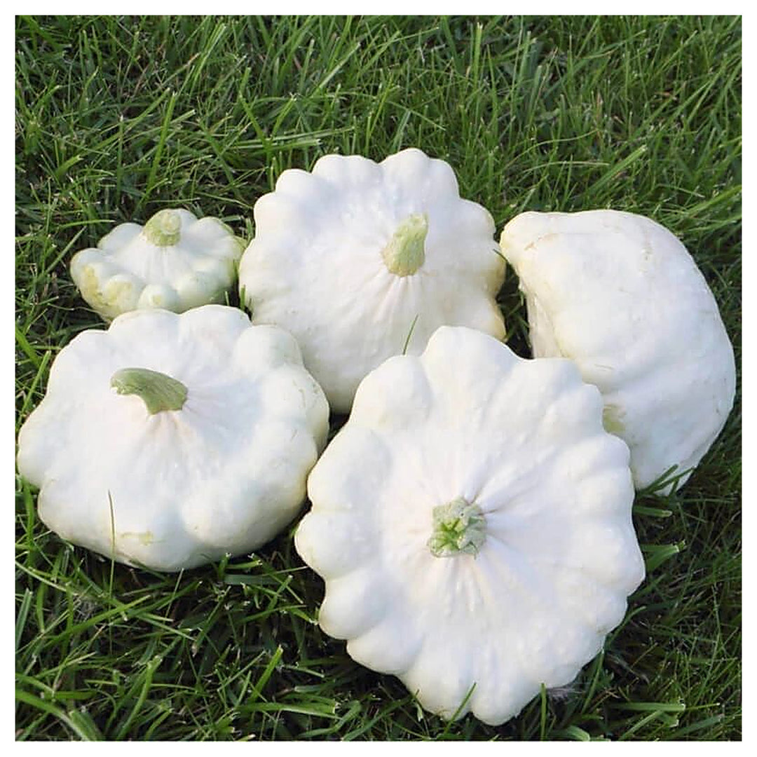Squash Patisson White Vegetable Seeds for Planting - Heirloom Non-GMO Organic Garden Seeds High Germination | Neera Seeds product photo [neera-v4-e30771481e32edf824cf]