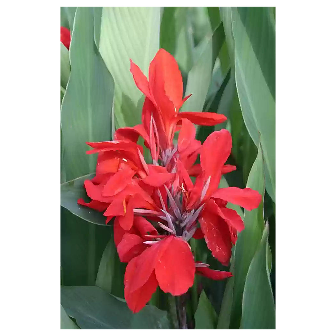 Pyrostegia Venusta Calathea Flower Seeds for Planting – Heirloom, Non-GMO, High Germination Garden Seeds | Neera Seeds product photo [neera-v4-e309a78c9fbc263a0f73]