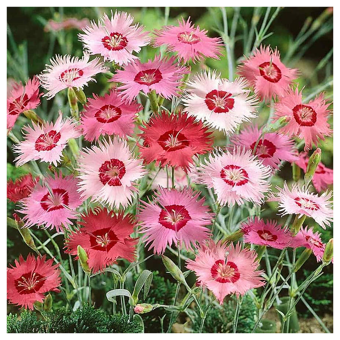 Dianthus Plumarius Mix Border Pinks Perennial Flower Flower Seeds Home Garden Planting, | Neera Seeds product photo [neera-v4-e31c3bc065931fadbb23]