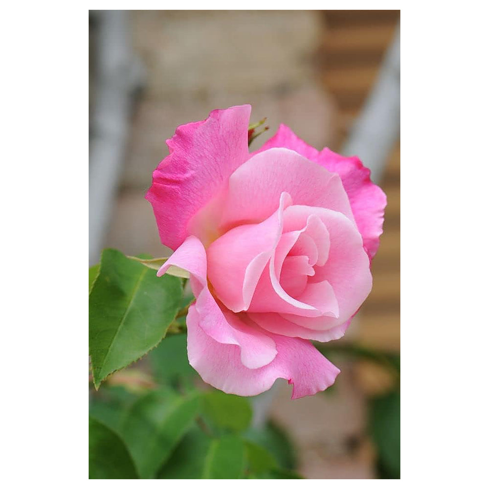 Baby Pink Dragon Rose Plant Seeds for Planting Non-GMO Heirloom Garden Seeds for Growing | Neera Seeds product photo [neera-v4-e329310a6e7b254effa3]
