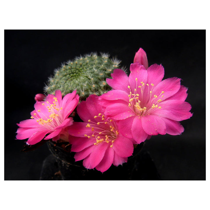 Pink Rebutia Violaciflora Flower Seeds for Planting – Heirloom, Non-GMO, High Germination Organic Garden Seeds for  | Neera Seeds product photo [neera-v4-e33190ecc82ba068cb61]