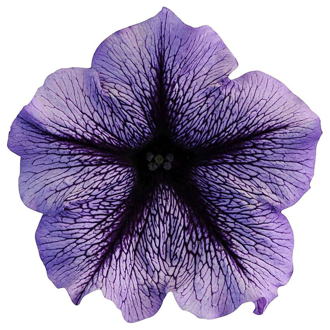 Futaba Petunia Kabloom Calibrachoa Seeds – Tinted Purple for Planting – Heirloom, Non-GMO, High Germination | Neera Seeds product photo [neera-v4-e337f8b06a3a4f17b98c]