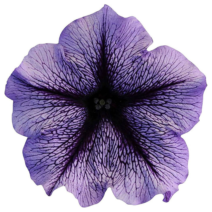 Futaba Petunia Kabloom Calibrachoa Seeds – Tinted Purple for Planting – Heirloom, Non-GMO, High Germination | Neera Seeds product photo [neera-v4-e337f8b06a3a4f17b98c]