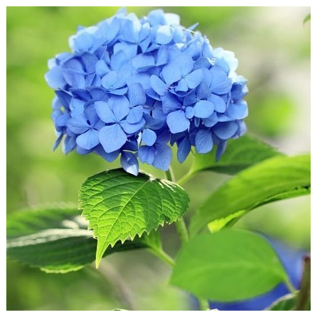 Blue Hydrangea Flower Planting Bonsai Tree And Low Maintenance Garden Flower Seeds Home | Neera Seeds product photo [neera-v4-e34192d3899bd054f443]