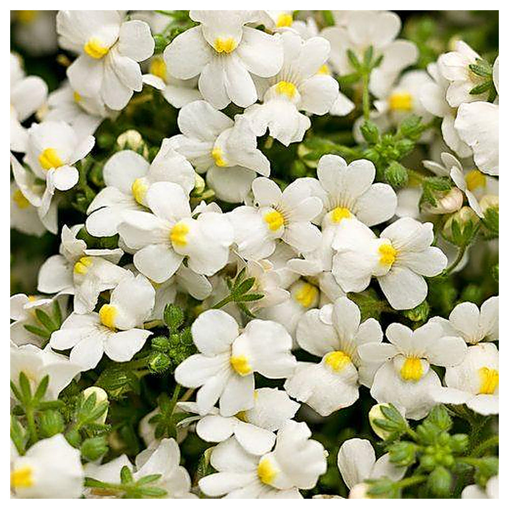 Organic White Nemesia Strumosa Flower Seeds for Planting – Heirloom, Non-GMO | Neera Seeds product photo [neera-v4-e34290d525d16dde8254]