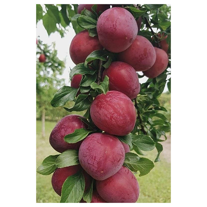 Red Delicious Apple Seeds – Heirloom Non-GMO Fruit Seeds for Garden Planting | Neera Seeds product photo [neera-v4-e34a4b7a16fc869100ec]